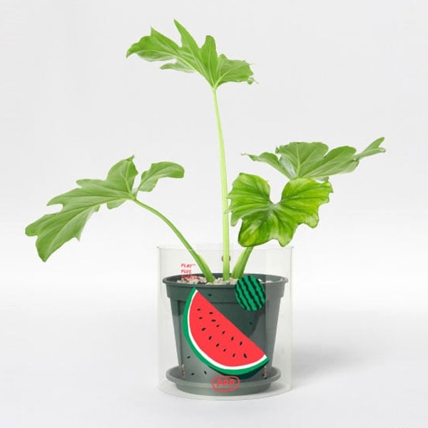 팟커버 투명(Water Melon) / S 