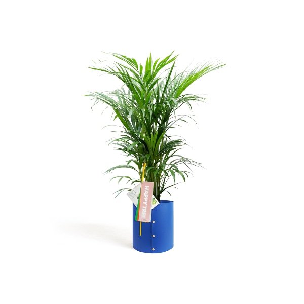 팟커버 L + 아레카 야자 [메시지 택]