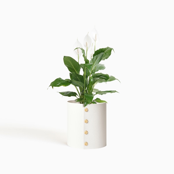 팟커버 S + 스파티필름