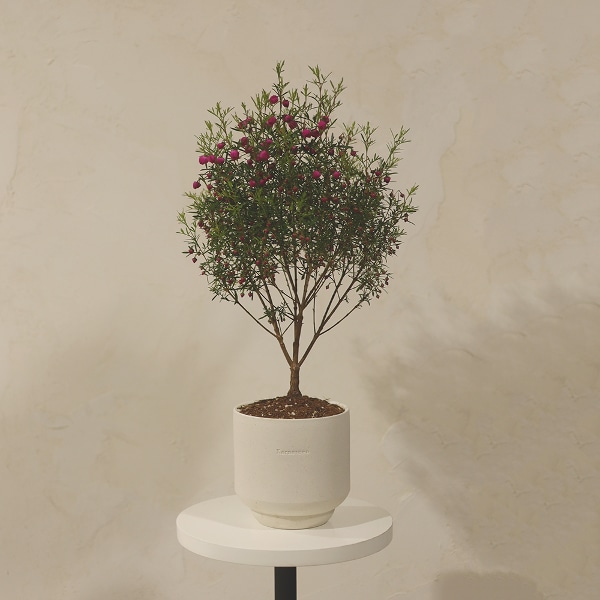 [샌디화이트] 미틸 2size