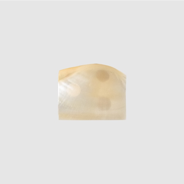 Seashell Mini Tray 악세사리 트레이